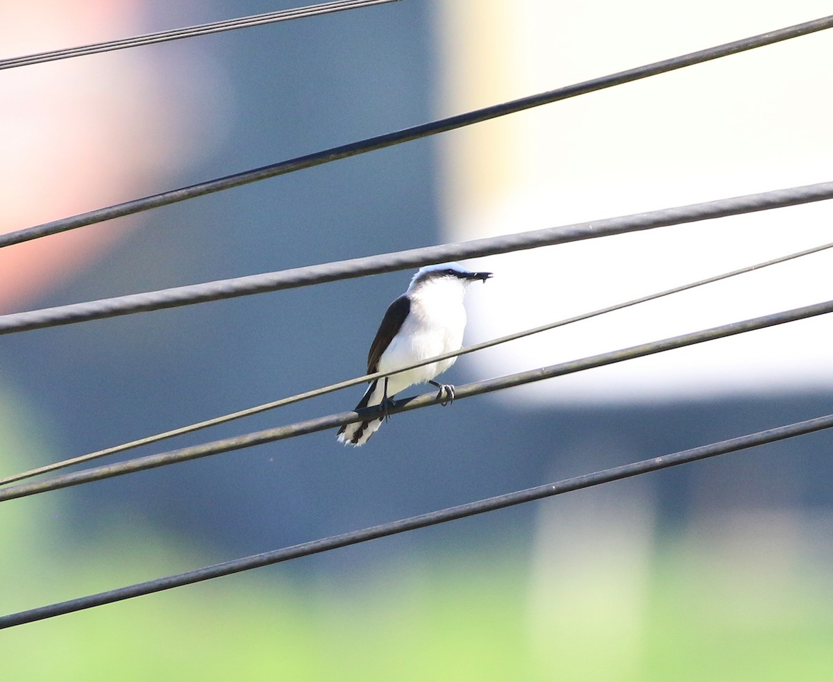 Masked Water-Tyrant - ML646853953