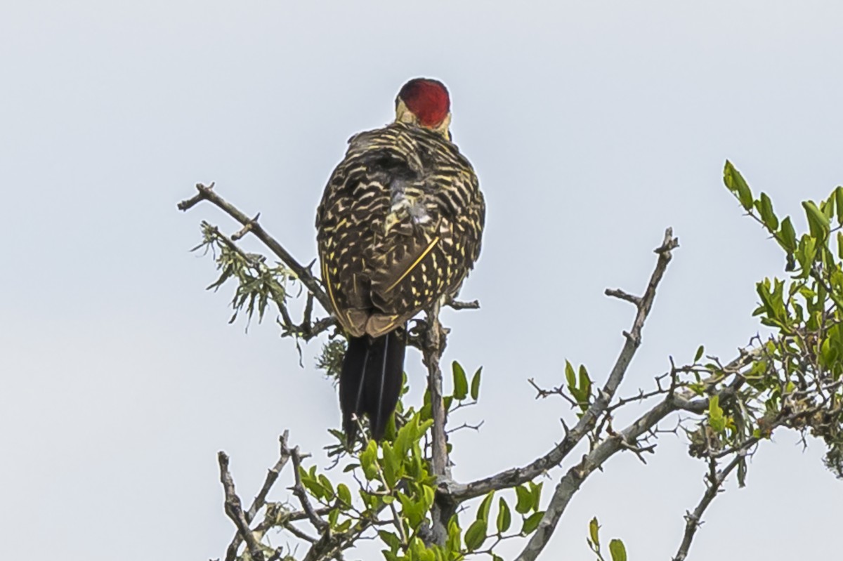 Декол плямистоволий - ML646853960