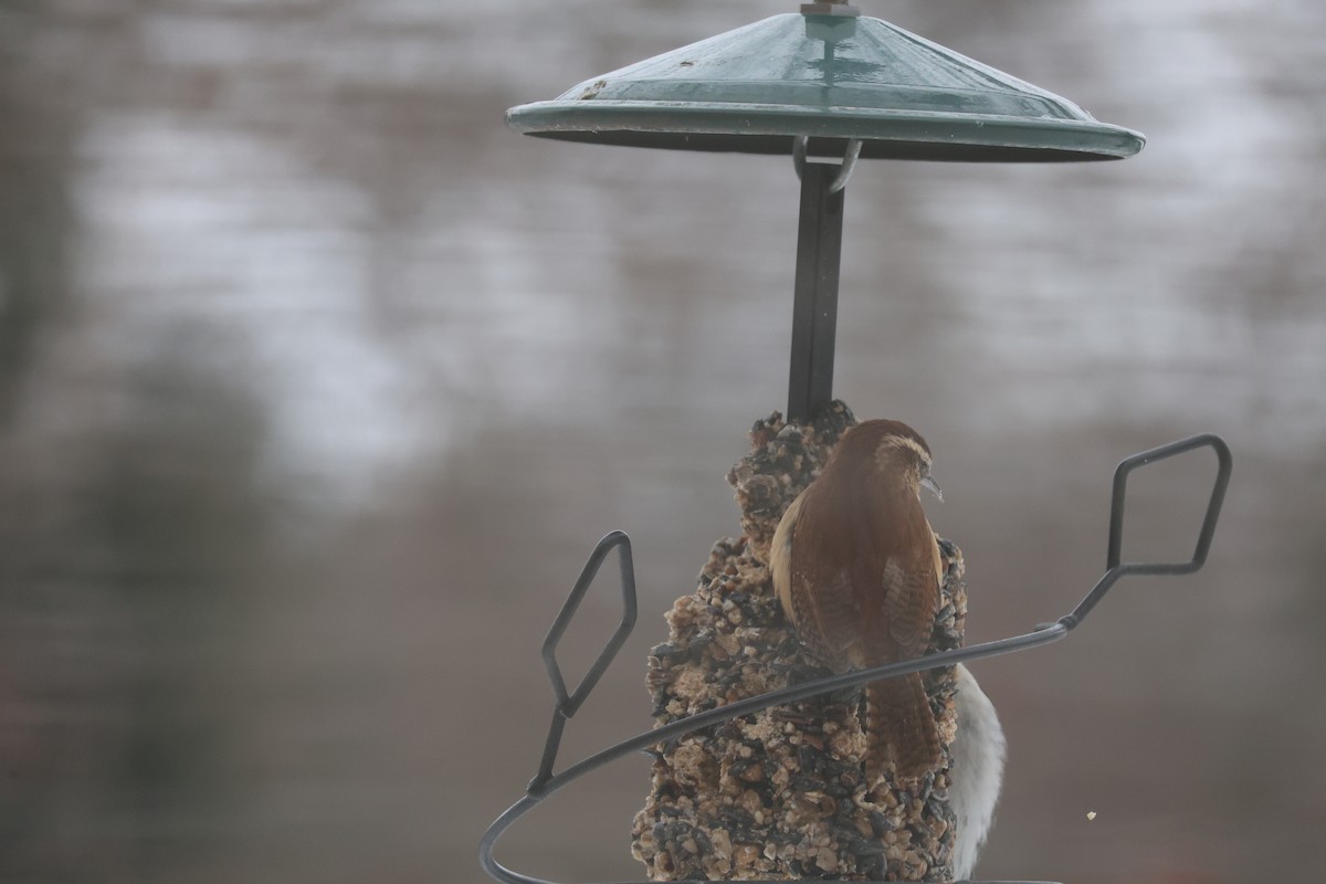 Carolina Wren - ML646853961