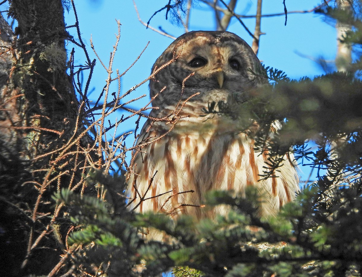 Barred Owl - ML646853962