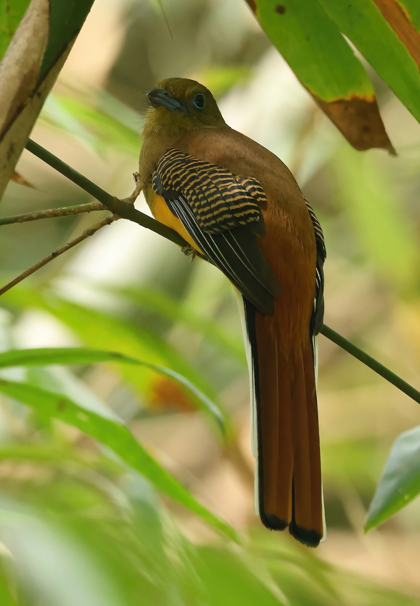 Orange-breasted Trogon - ML646853964