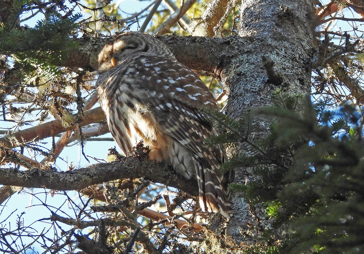 Barred Owl - ML646853966