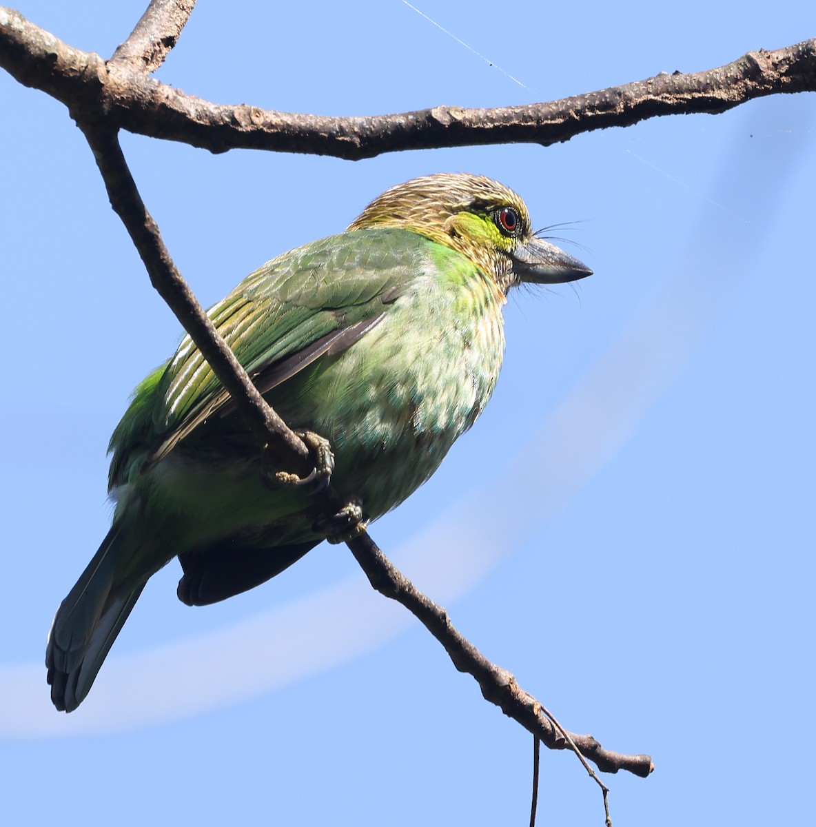 Green-eared Barbet - ML646853969