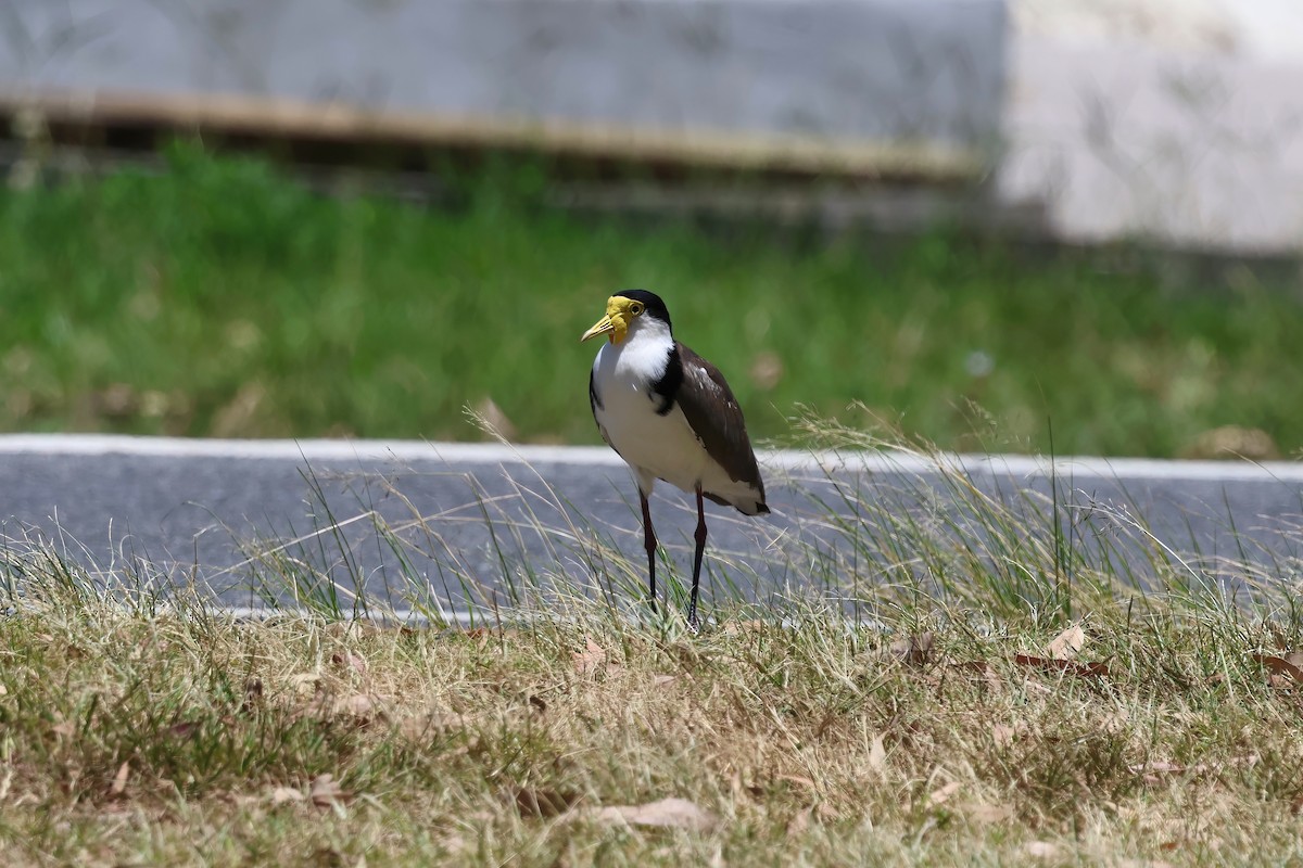 Masked Lapwing (Black-shouldered) - ML646853970