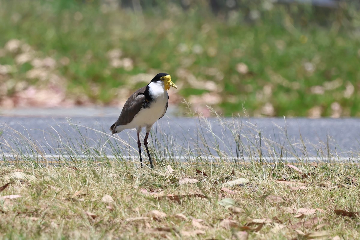 Masked Lapwing (Black-shouldered) - ML646853971