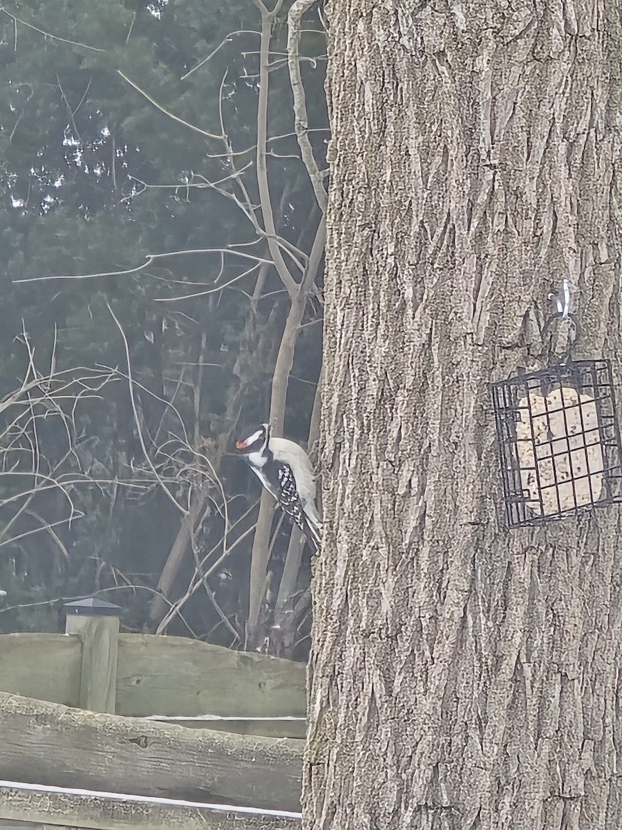 Dunenspecht - ML646853973