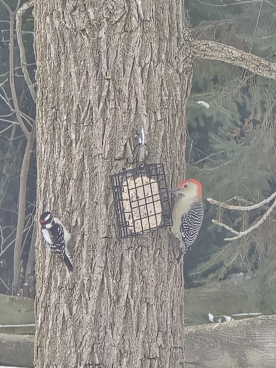 Dunenspecht - ML646853974