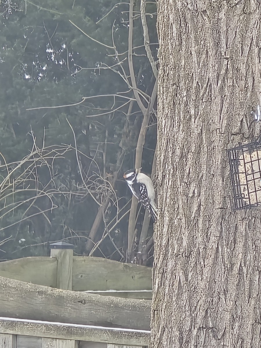 Dunenspecht - ML646853975