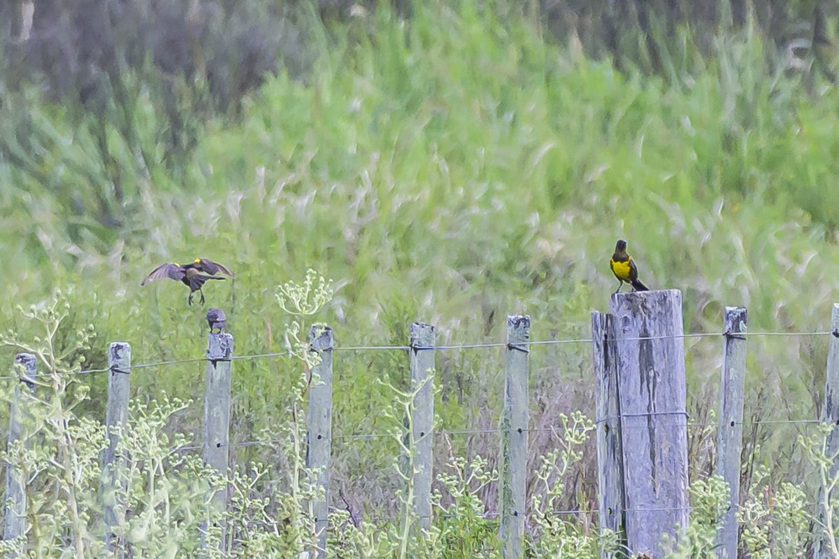 Brown-and-yellow Marshbird - ML646853976