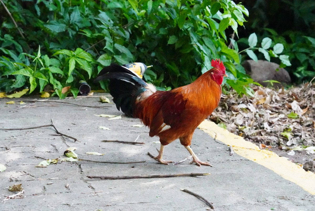 Red Junglefowl (Domestic type) - ML646853978