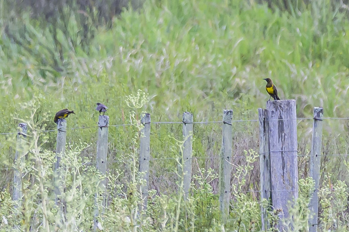 Brown-and-yellow Marshbird - ML646853979