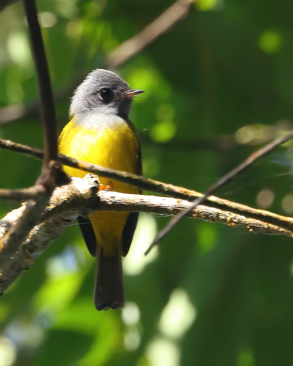 Gray-headed Canary-Flycatcher - ML646853982