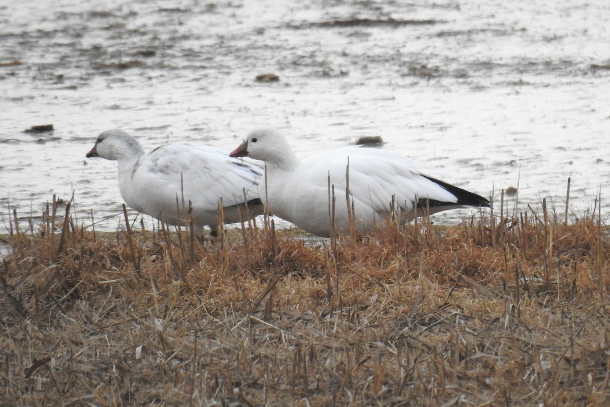 Ross's Goose - ML646853986