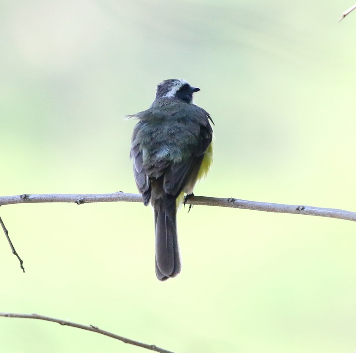 Social Flycatcher - ML646853987