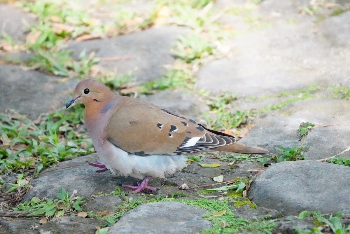 Zenaida Dove - ML646853988