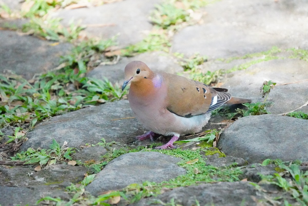 Zenaida Dove - ML646853989
