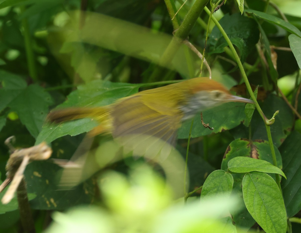 Dark-necked Tailorbird - ML646853990