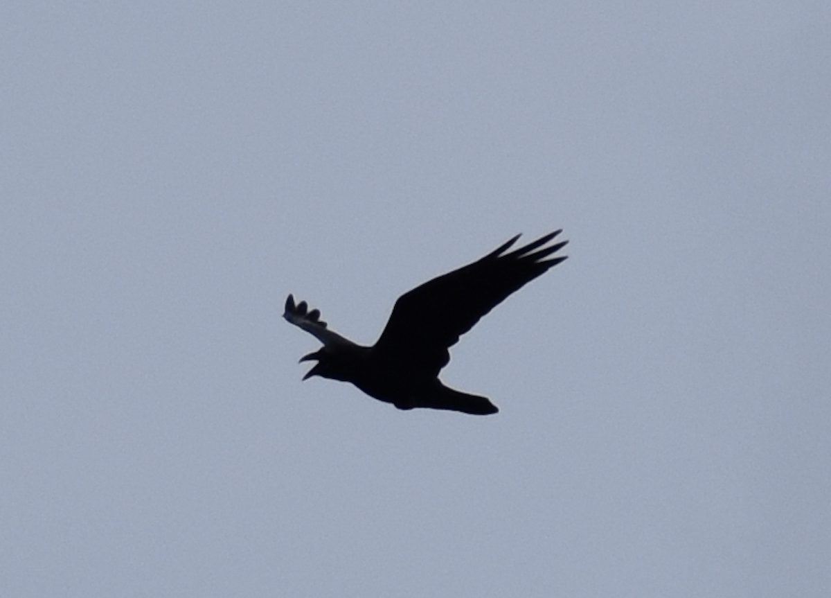 Common Raven - ML646853992