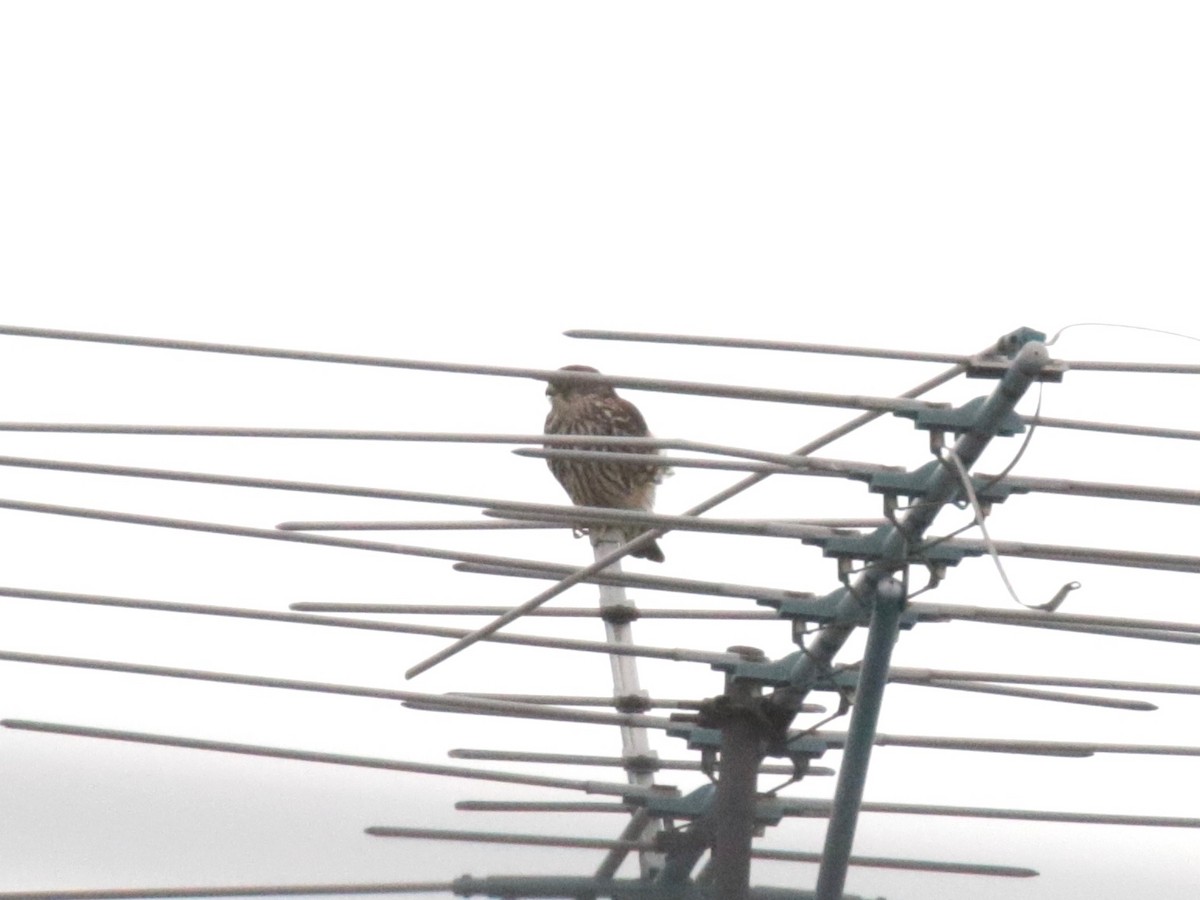 Хайргууна шонхор - ML646853993