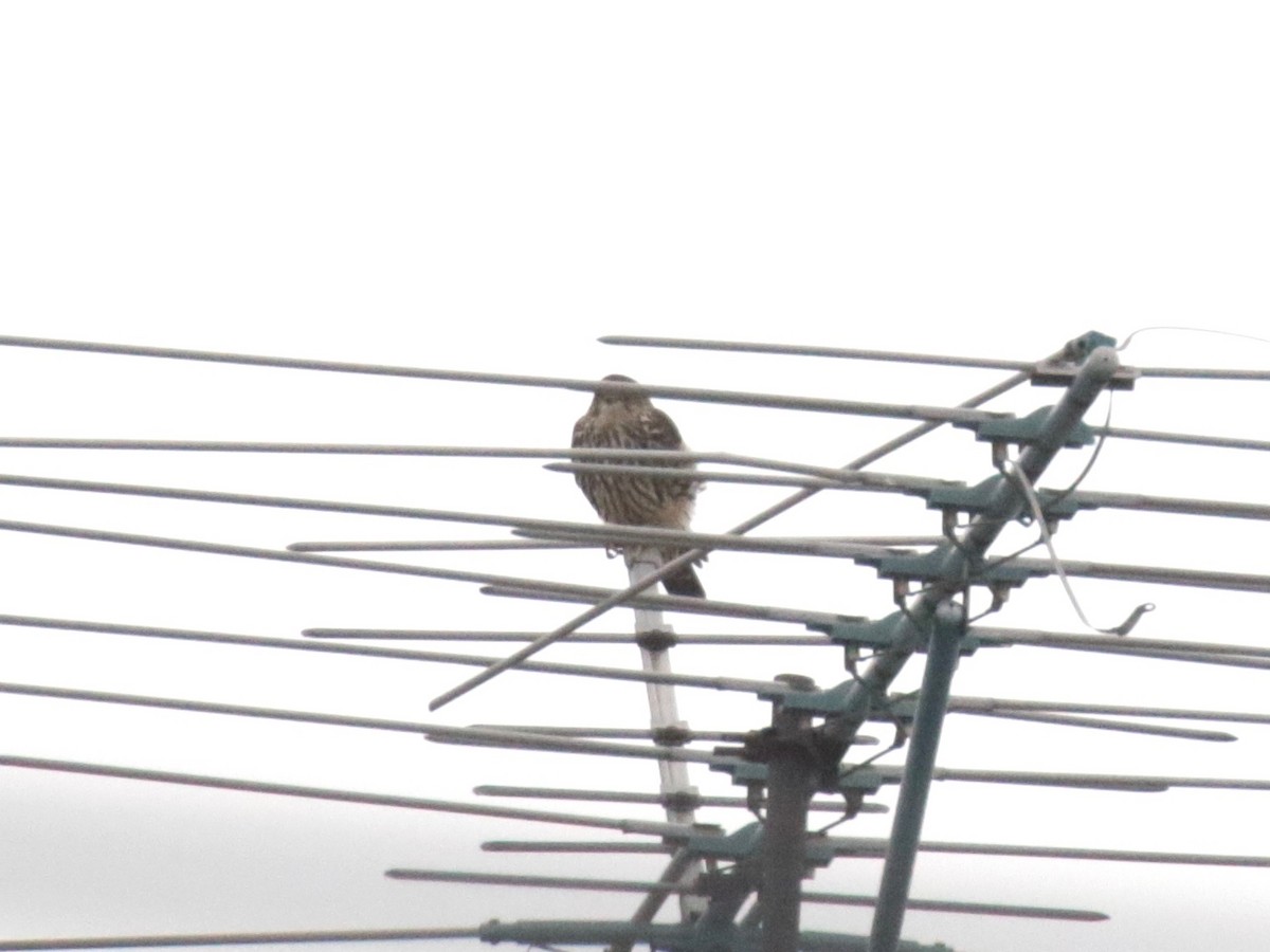 Хайргууна шонхор - ML646853995