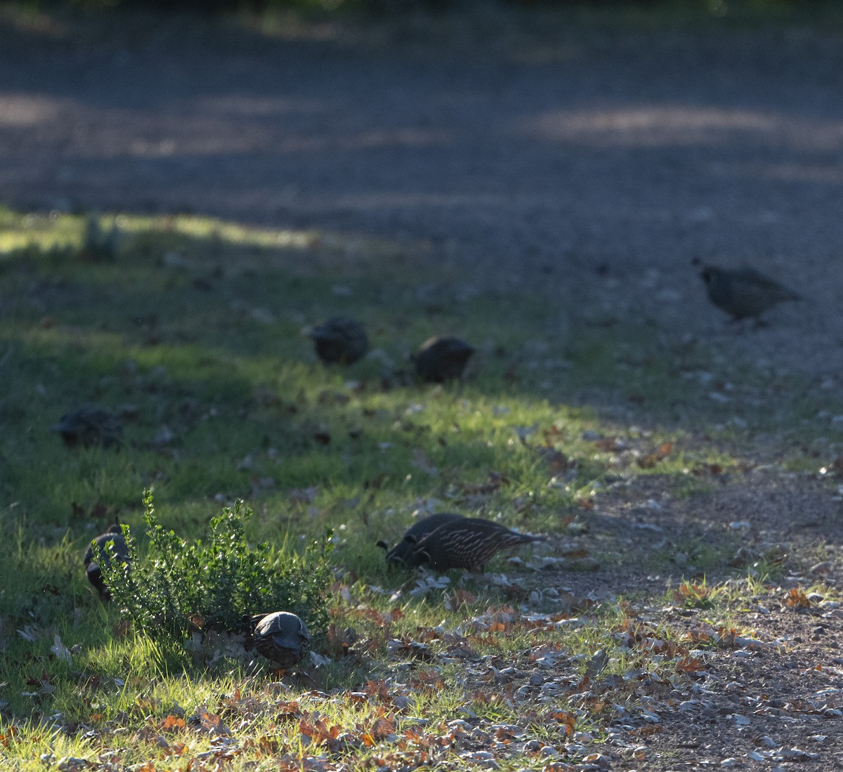 California Quail - ML646853997