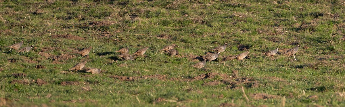 California Quail - ML646853998