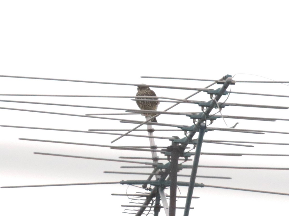 Хайргууна шонхор - ML646853999