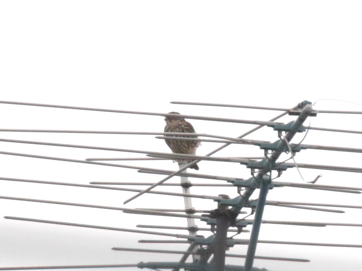 Хайргууна шонхор - ML646854000