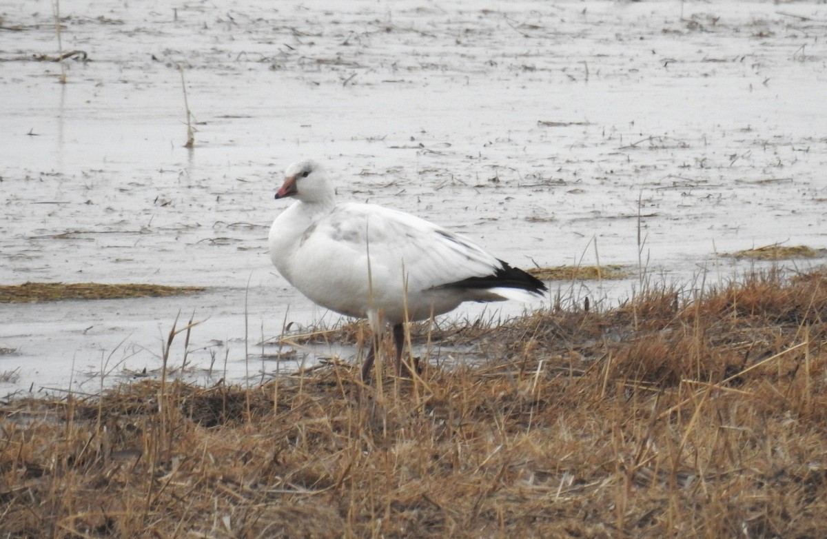 Ross's Goose - ML646854001