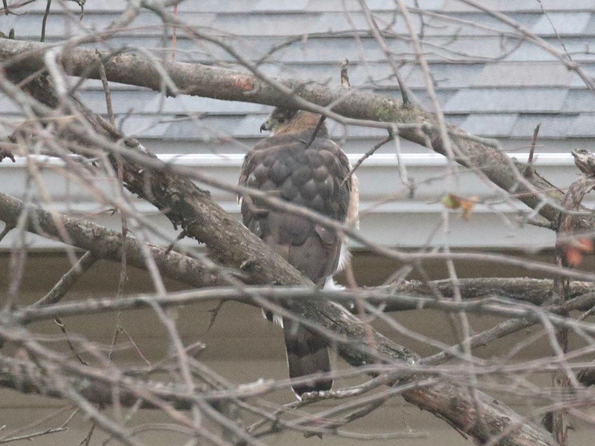 Cooper's Hawk - ML646854002