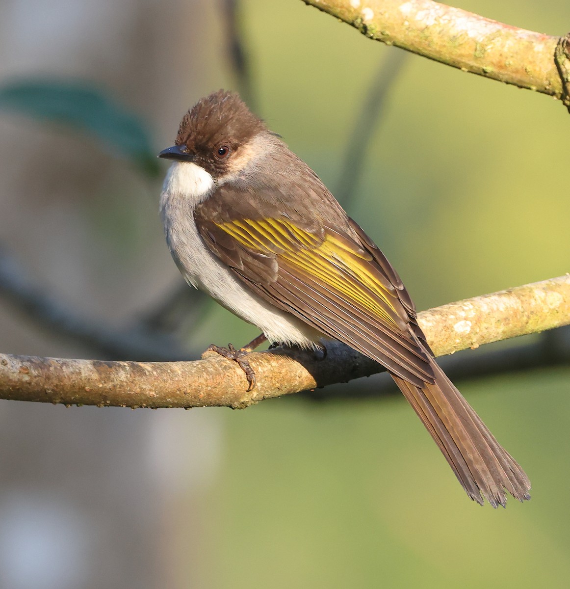 Ashy Bulbul - ML646854003