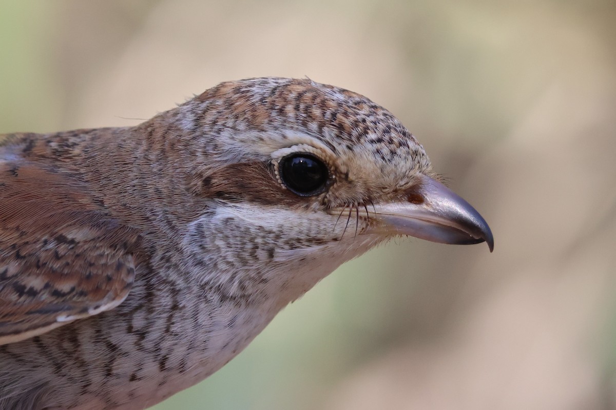 Alcaudón Dorsirrojo - ML646854004