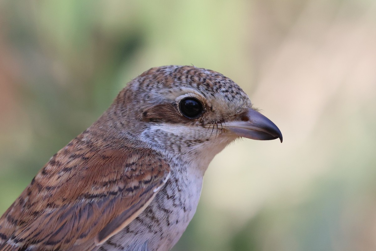 Alcaudón Dorsirrojo - ML646854005
