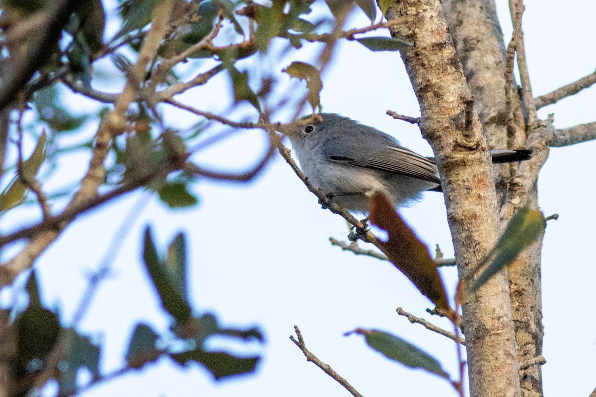 Blue-gray Gnatcatcher - ML646854007