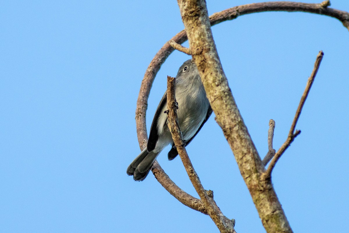 Blue-gray Gnatcatcher - ML646854008
