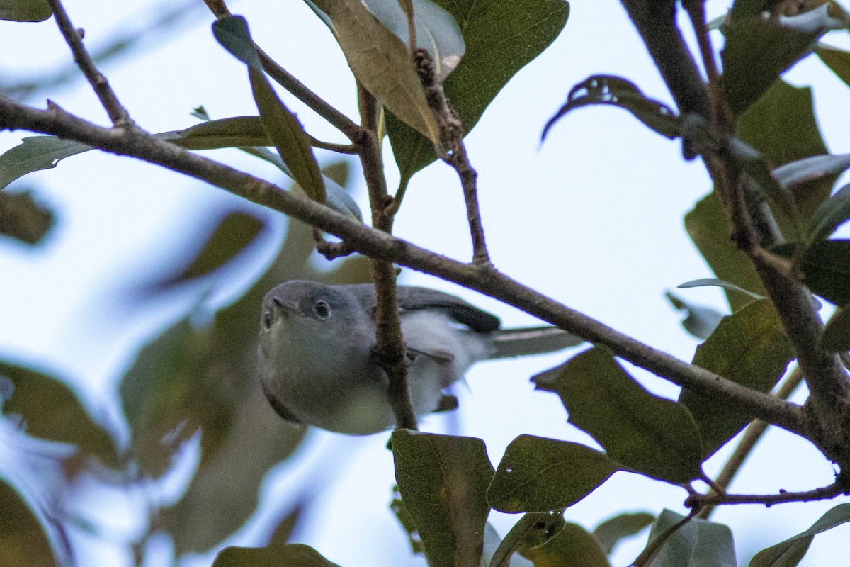 Blue-gray Gnatcatcher - ML646854009