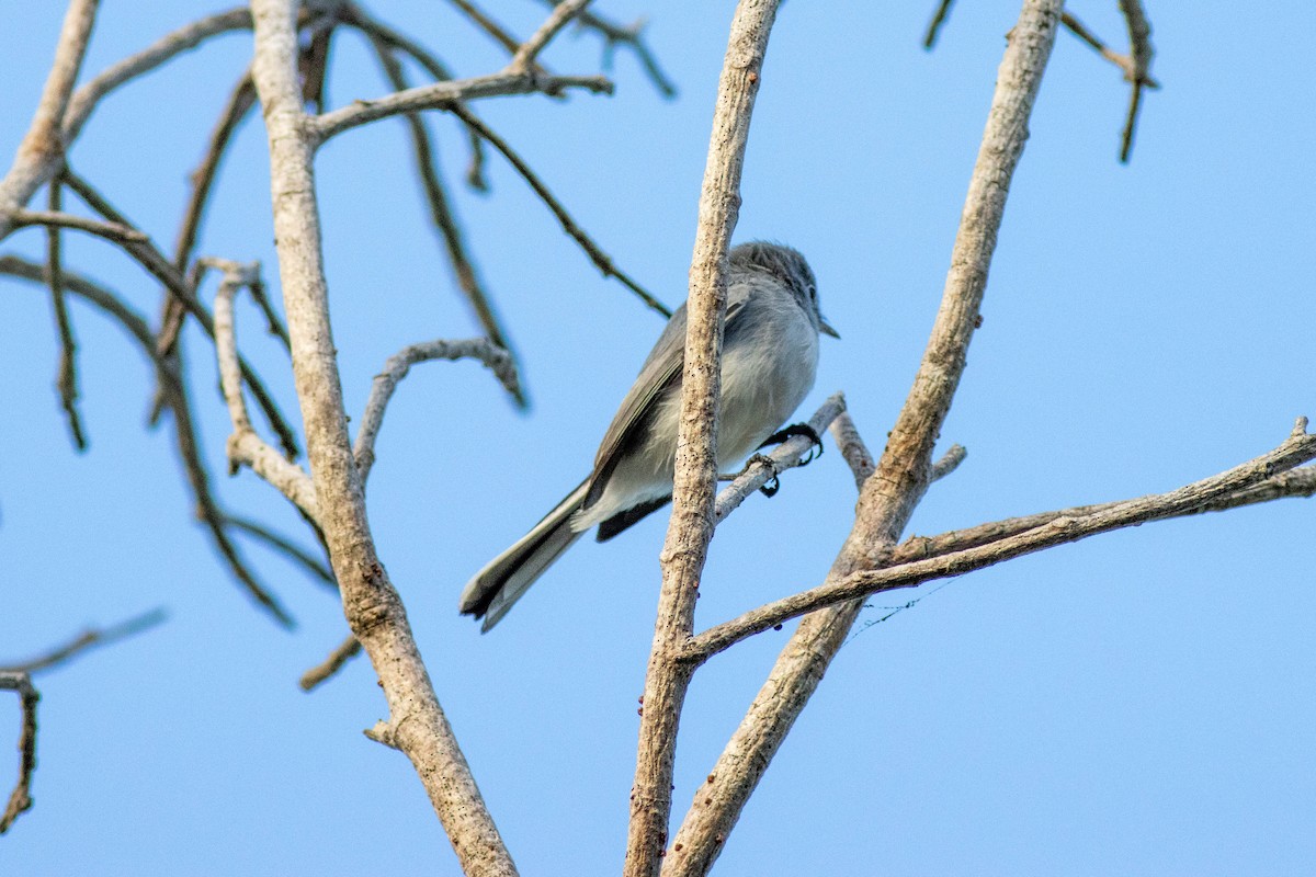 Blue-gray Gnatcatcher - ML646854010