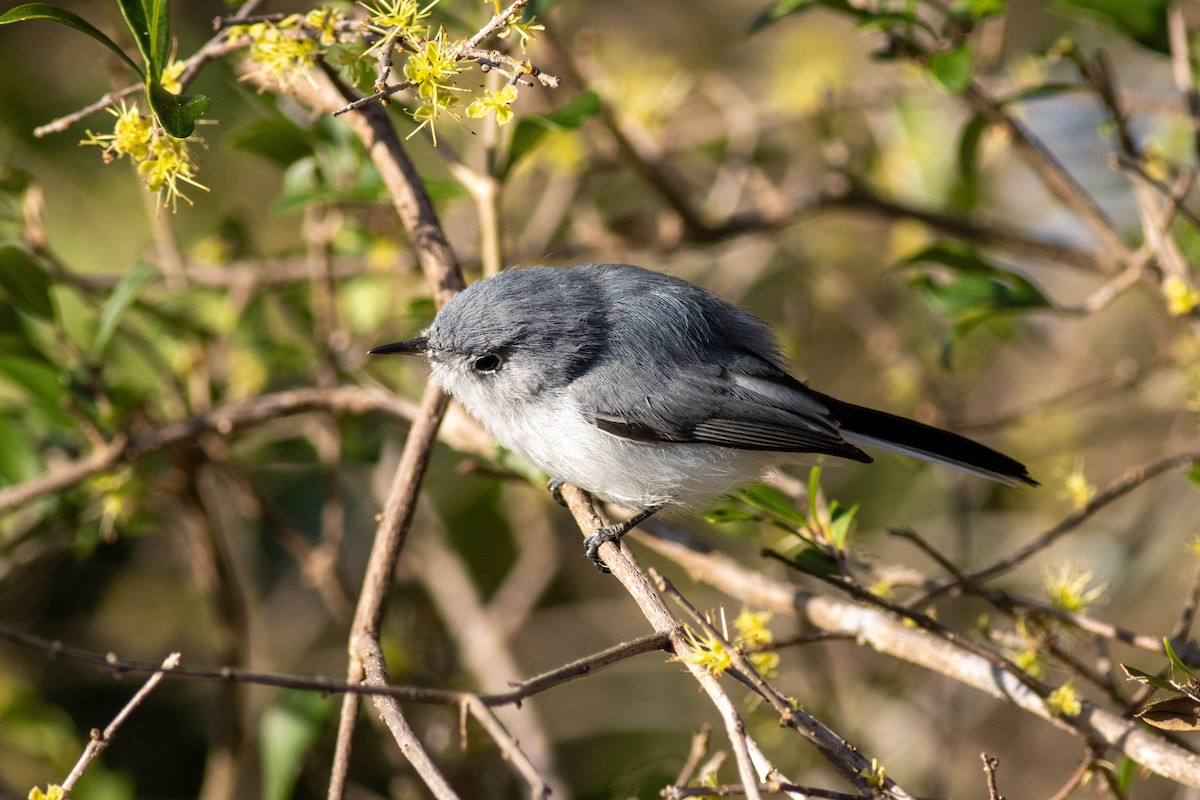 Blue-gray Gnatcatcher - ML646854011
