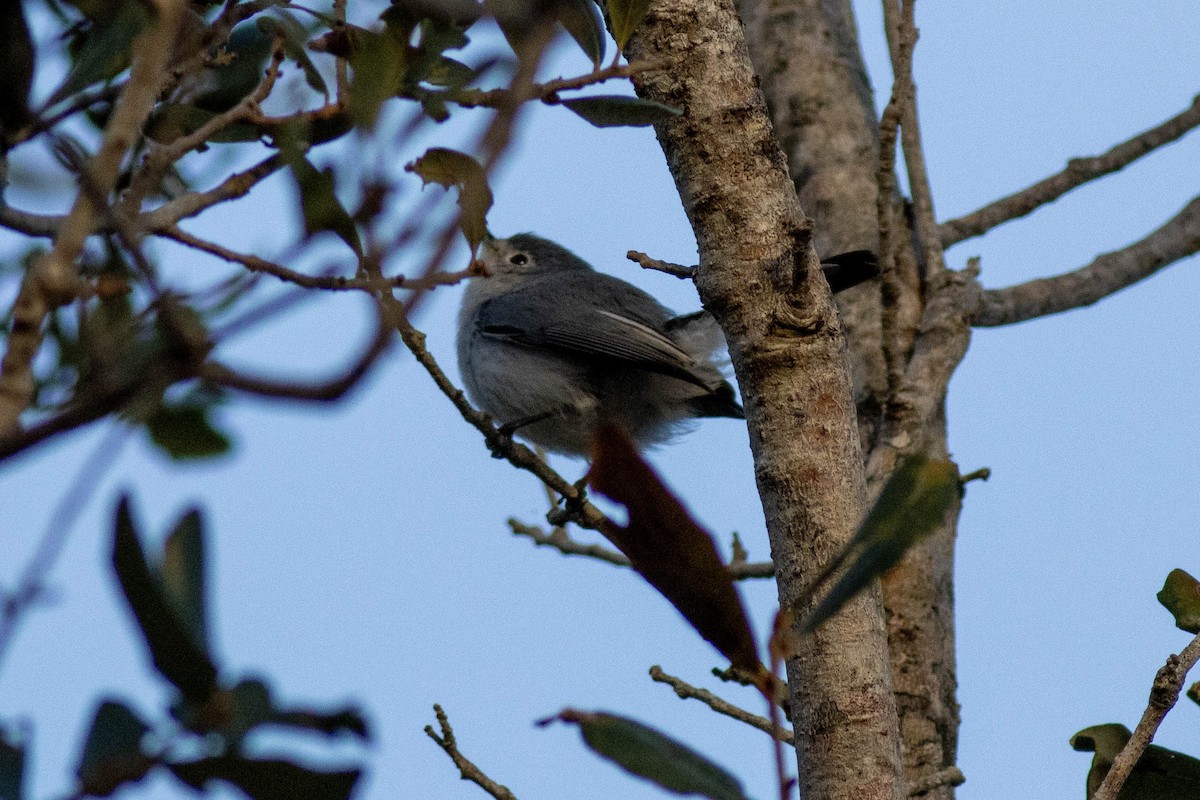 Blue-gray Gnatcatcher - ML646854012