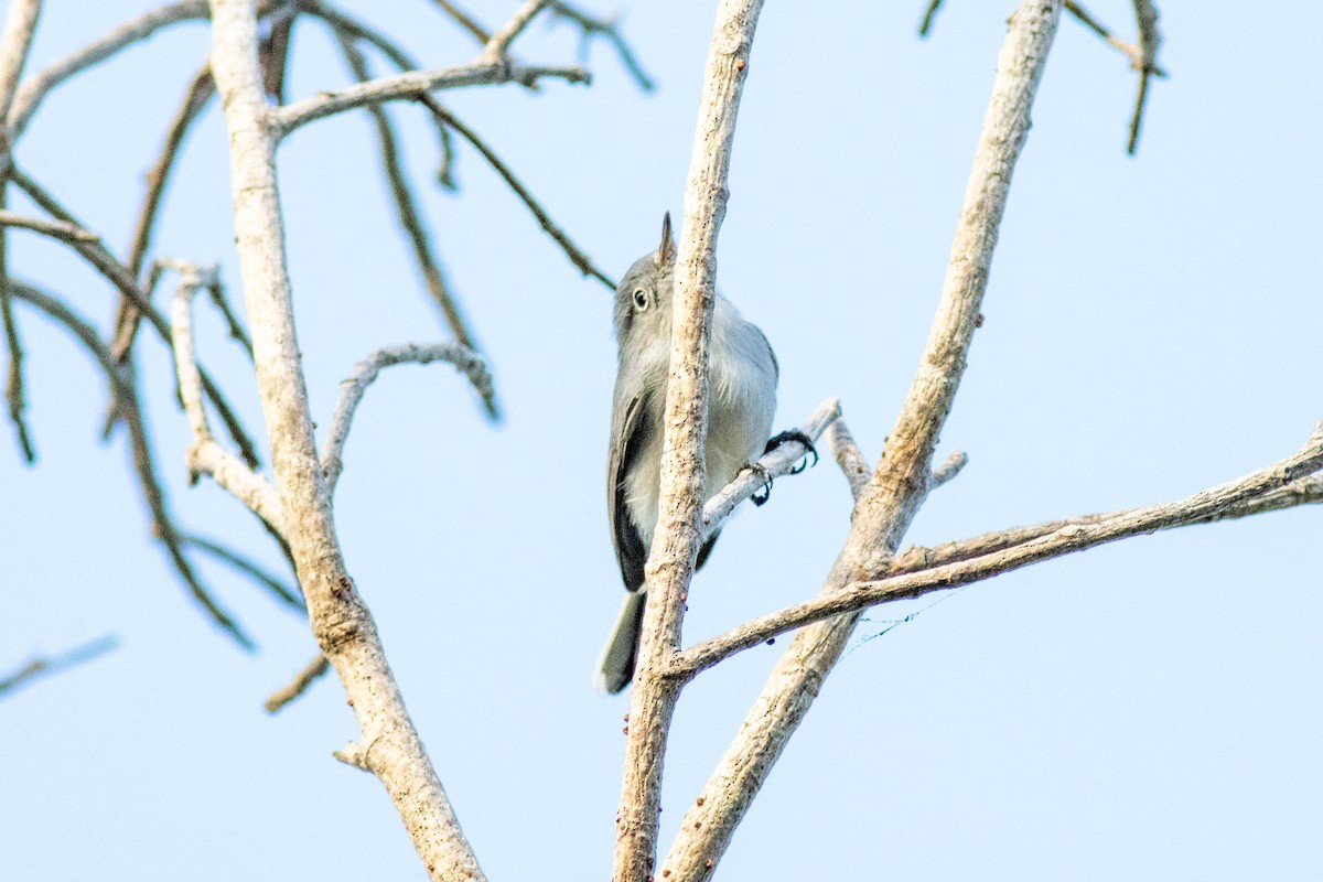 Blue-gray Gnatcatcher - ML646854013