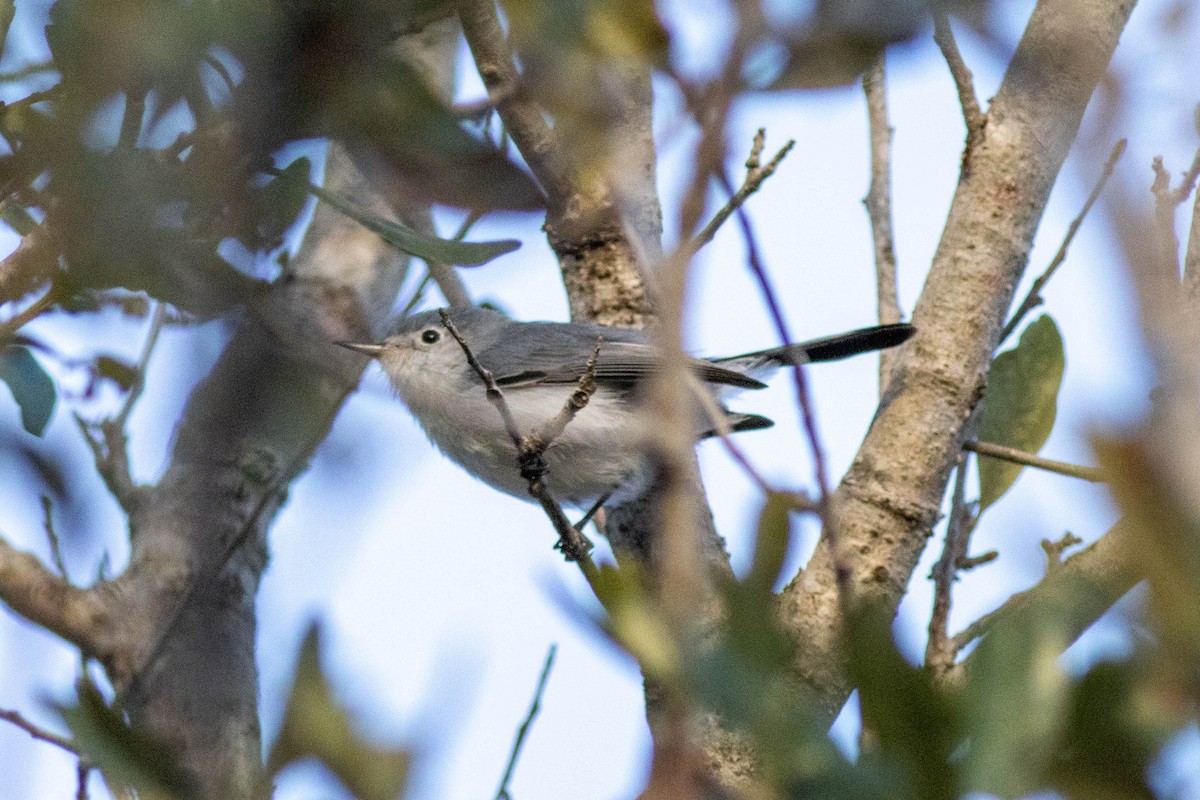 Blue-gray Gnatcatcher - ML646854014