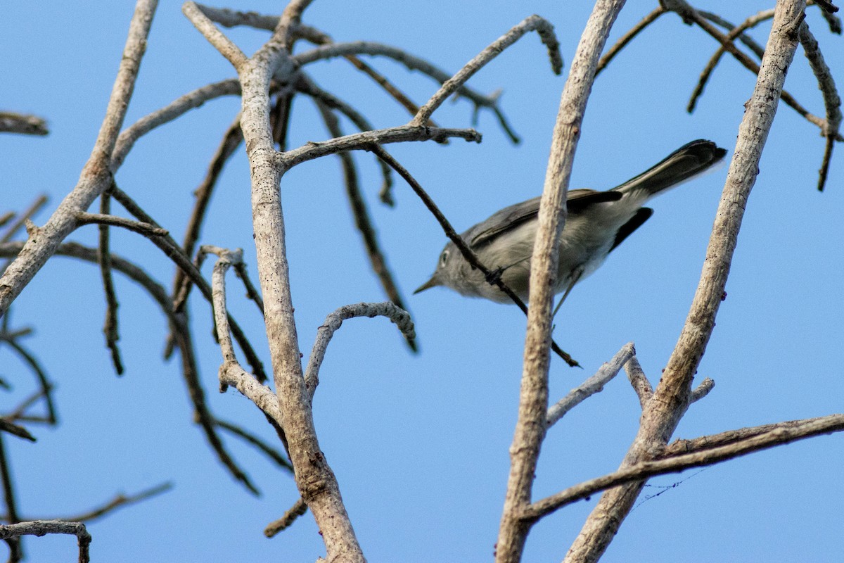 Blue-gray Gnatcatcher - ML646854015