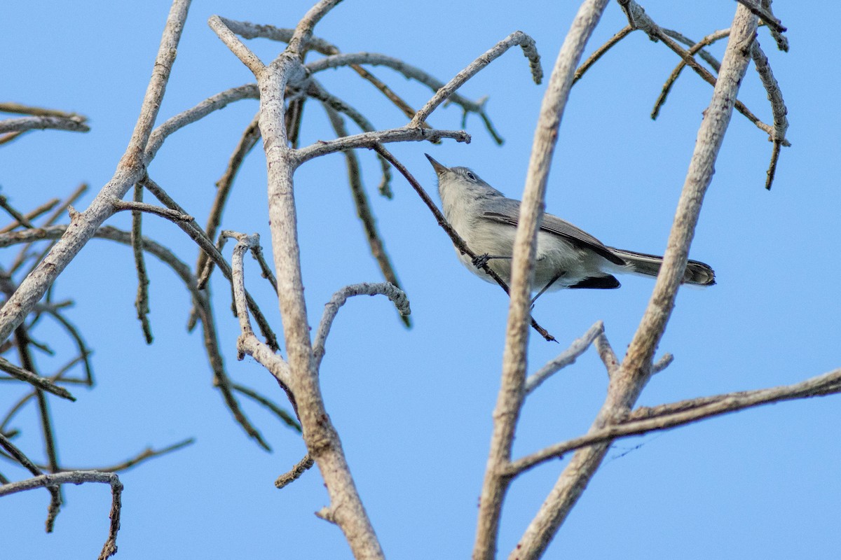Blue-gray Gnatcatcher - ML646854016