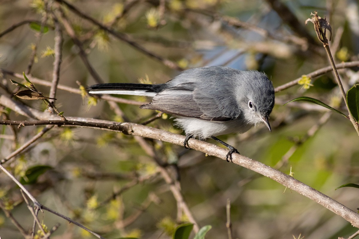 Blue-gray Gnatcatcher - ML646854017