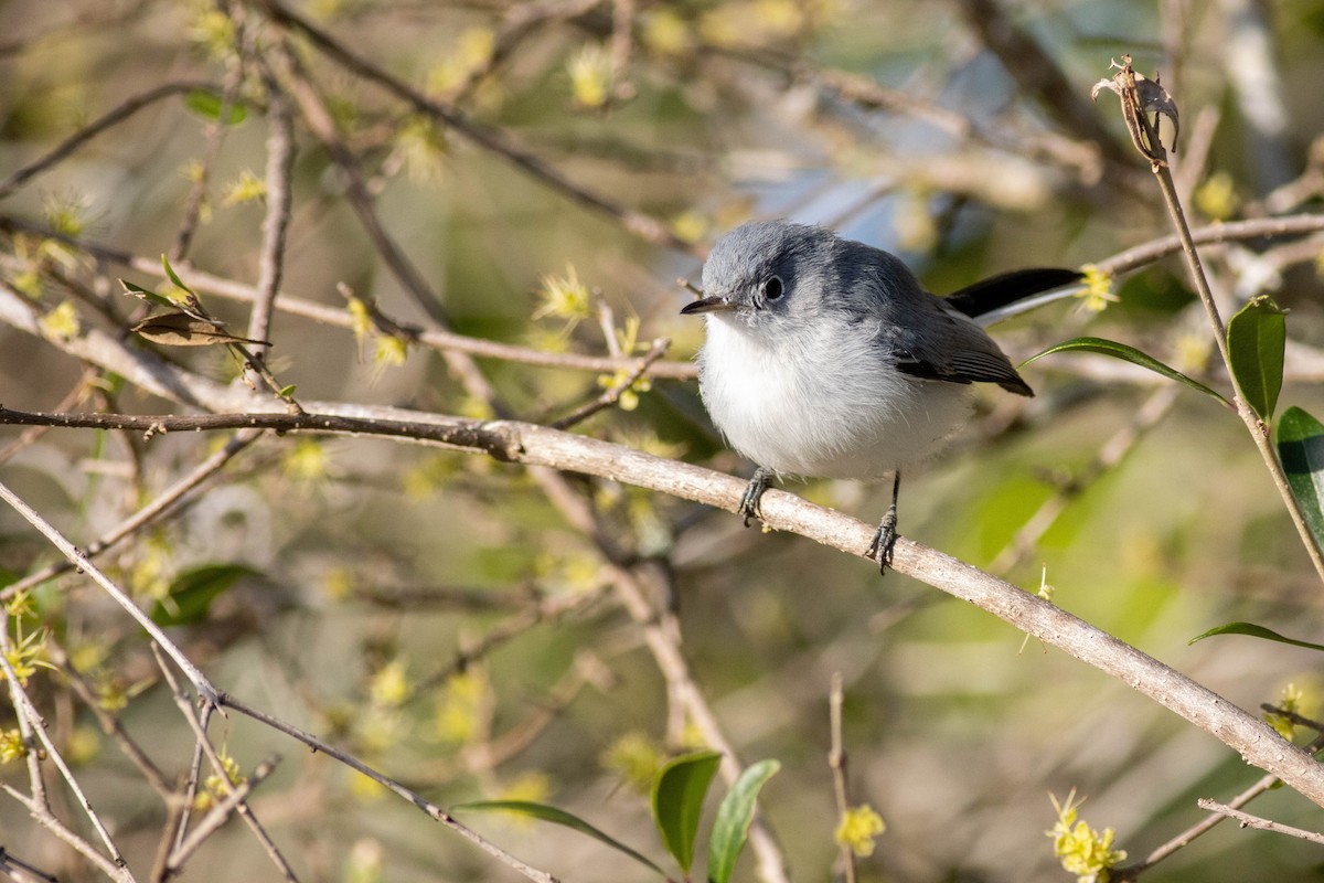 Blue-gray Gnatcatcher - ML646854018