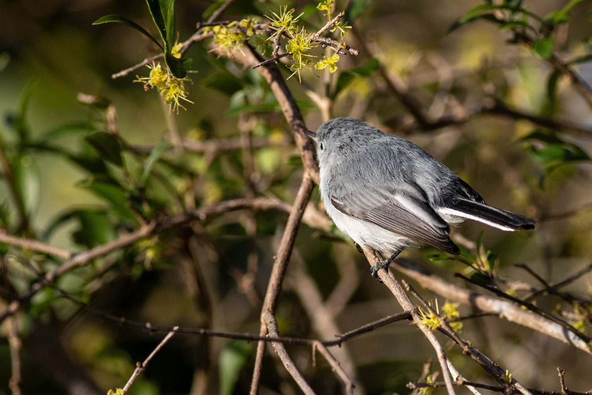 Blue-gray Gnatcatcher - ML646854019
