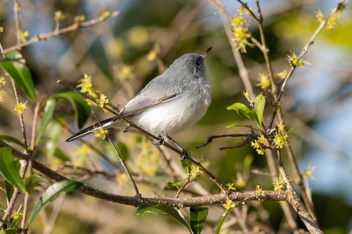 Blue-gray Gnatcatcher - ML646854020