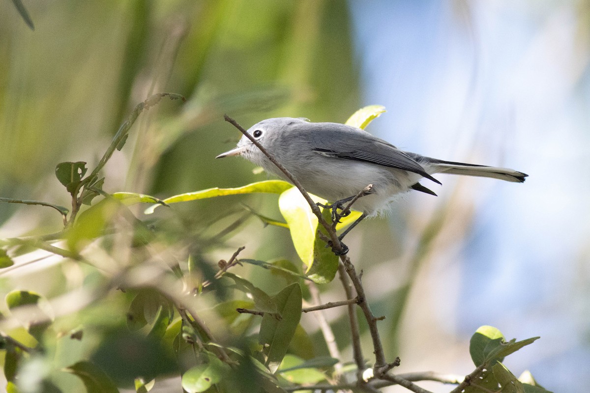 Blue-gray Gnatcatcher - ML646854021