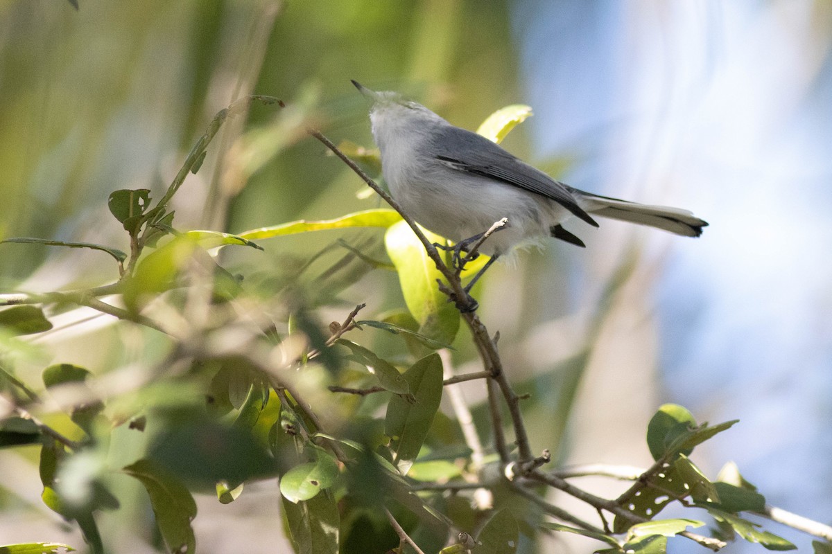 Blue-gray Gnatcatcher - ML646854022
