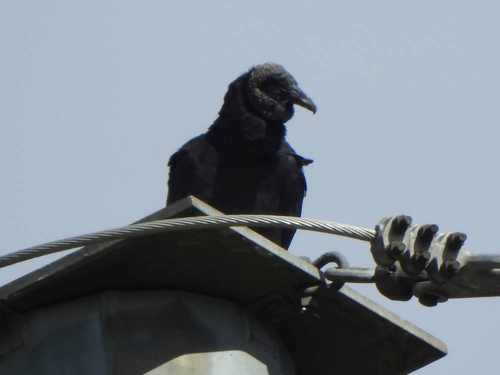 Катарта чорна - ML646854023